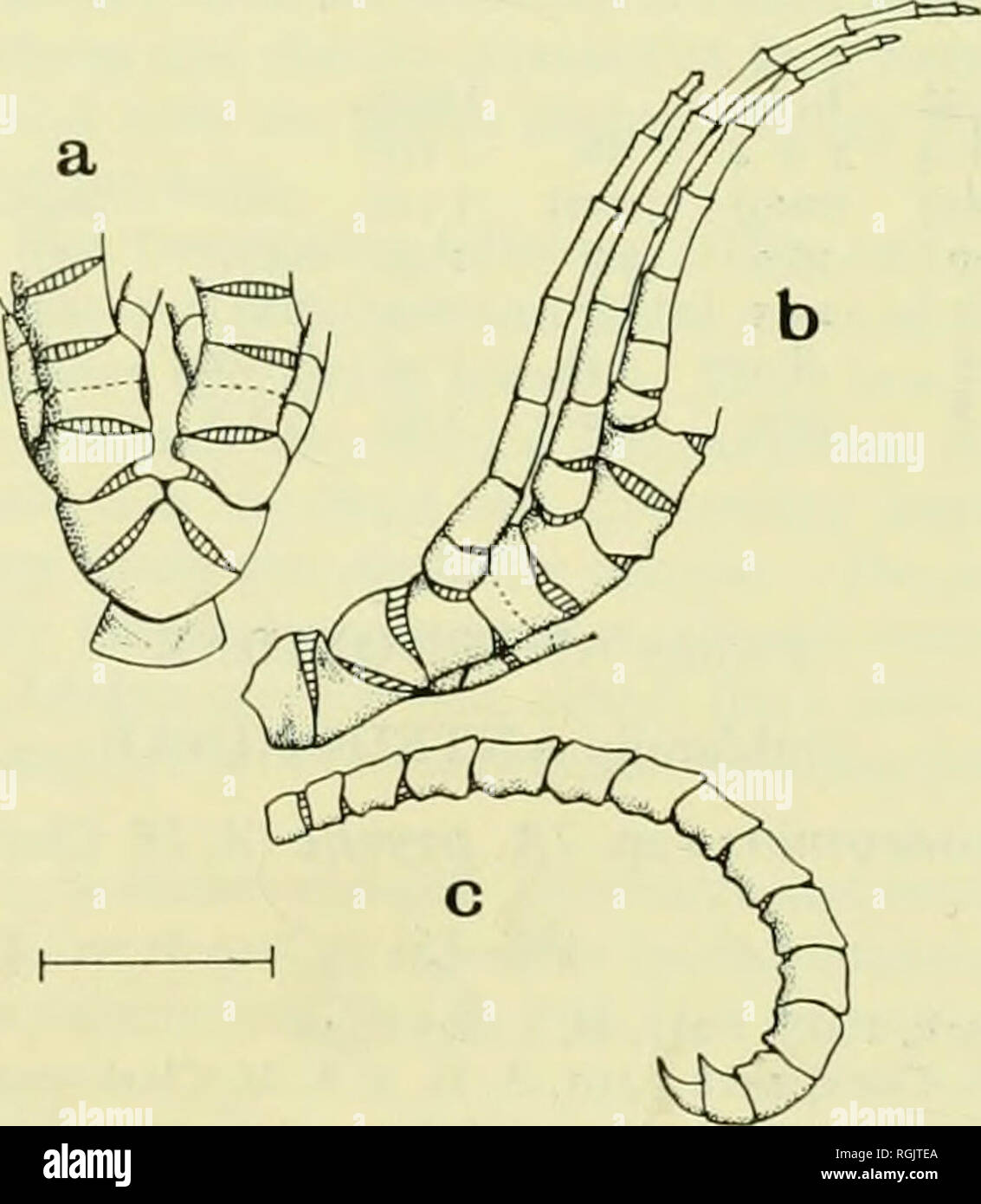 . Bollettino del Museo Britannico di storia naturale). 140 AILSA M. CLARK Descrizione. Il campione dalla stazione 447 è ragionevolmente completa. La lunghezza del braccio fino a 57 mm; la larghezza in corrispondenza del primo syzygy, 3 + 4, è l'i-0 mm e la lunghezza dal bordo prossimale del IBri alla seconda syzygy, 9 + 10, è di 5-5 mm. La forma del centrodorsal è oscurata dalla cirri ma probabilmente è bassa poiché conica irregolare dorsale papillose pole è solo c. Da 0 a 5 mm di diametro mentre il diametro periferico è i-8 mm; l'altezza è c. o-8 mm. Ci sono c. XXXV cirri, la stout periferici con 14-16 fair Foto Stock