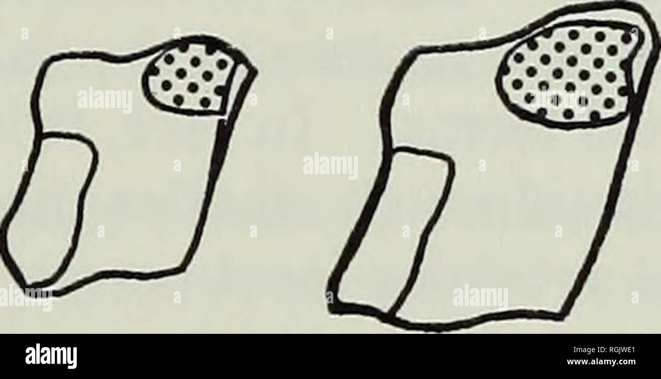 . Bollettino del Museo Britannico di storia naturale), la geologia. . Fig. 12. Aspetto mediale di destra il cuneiforme II. Da sinistra a destra: T. gelada, T. oswaldi mariae, (Olorgesailie), Cercocebus atys, Mandrillus leucophaeus. Nota variazione nella dimensione relativa della sfaccettatura per "becco" del cuneiforme (MI) puntinata due esemplari del cuboide sono presenti nella collezione, sia in qualche modo danneggiato, ma tra di loro rappresentante tutto l'osso (KNM-OG 1480, 1481). Entrambi sono chiaramente di tipo altamente forma asimmetrica visto in Theropithecus gelada, con faccia mediale molto meno esteso di quello laterale. Una faccetta distinti fo Foto Stock