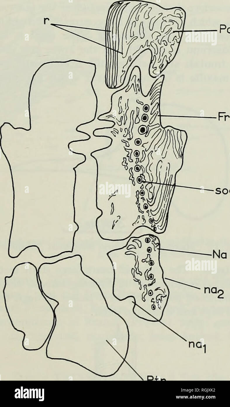 . Bollettino del Museo Britannico di storia naturale), la geologia. PALAEONISCOID PESCI E LA CHONDROSTEI 161 1877c 1888 1890 1891 1905 1907 1919 1930 1943 1954 1958 Drydenius molyneuxi (Traquair) (Testo-figg. 12-15) Microconodus molyneuxi Traquair : 33 (soltanto il nome). Gonatodus molyneuxi (Traquair) Traquair : 252. Gonatodus molyneuxi Gonatodus molyneuxi Gonatodus molyneuxi Drydenius molyneuxi Drydenius molyneuxi Drydenius molyneuxi Drydenius molyneuxi Drydenius molyneuxi (Traquair) (Traquair) (Traquair) Ward : 178, pi. 6, fig. Woodward : 436, 437. Ward : p. 302, pi. 6, fig. 2. (Traquair) Traquair : 1 Foto Stock