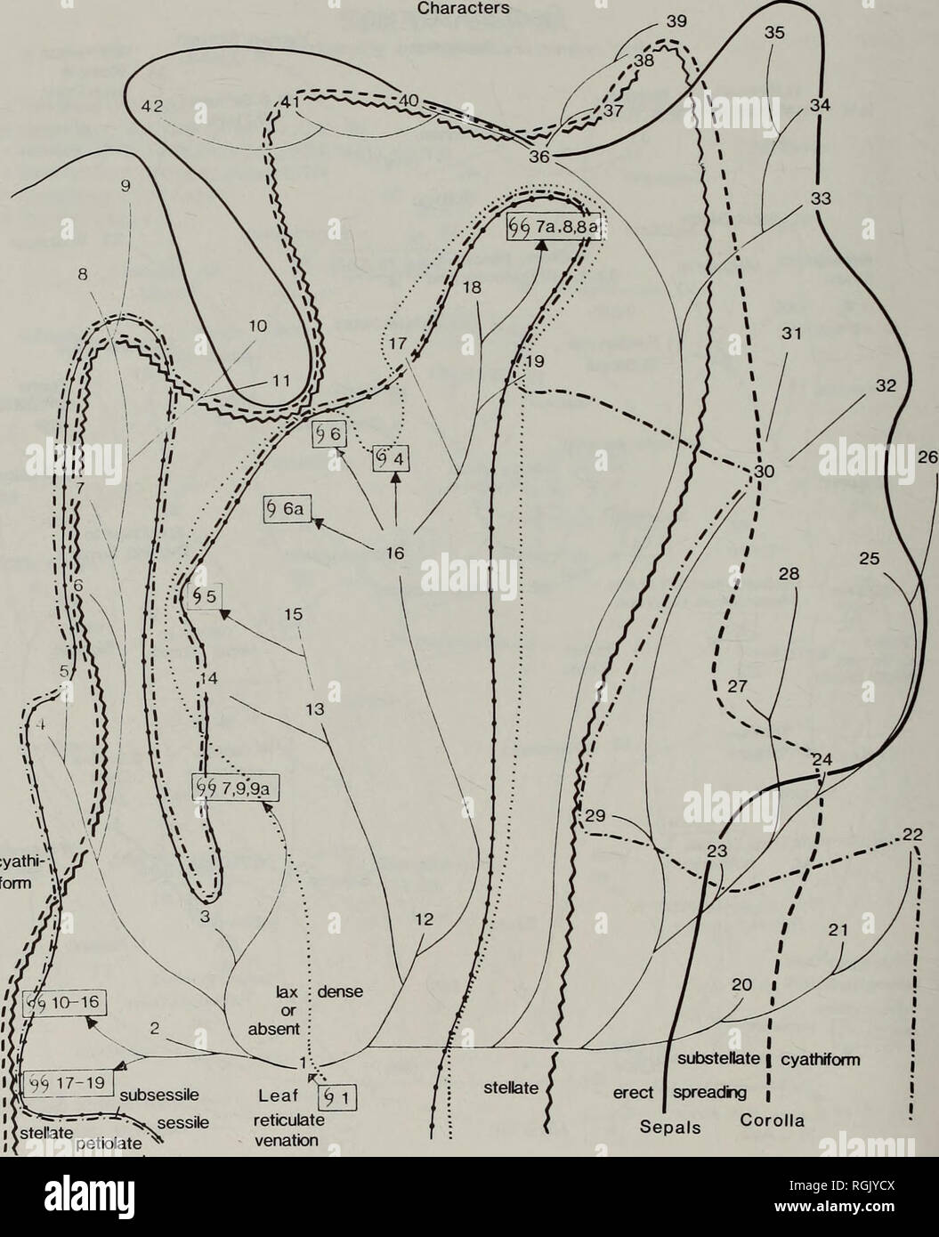 . Bollettino del Museo Britannico di Storia Naturale) Botanica. 172 NORMAN K. B. ROBSON dispersione mentre la gamma Himalayano è stata relativamente bassa; e la sua distribuzione sarebbero stati dissezionati come le montagne è diventato più elevati. In tal modo le specie dalle più alte altitudini {H. rep tans) ha meno dissezionato o relitti della distribuzione. L'altra linea evolutiva che deriva da H. mysurense (Fig. 5(B)) ha due rami principali, di cui uno (iv) è un western sotto ramo (vi) con indiani e specie himalayano (Spp. 12,13, Sez.&amp;Ascyreia. cyathi Foglie sessili reticolano venatura lascia Fig. 6 Sez. 3. Foto Stock