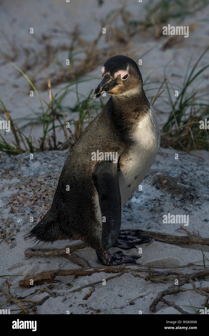 Sud Africa, Capo di Buona Speranza, Boulders Beach, jackass penguin, Spheniscus demersus Foto Stock