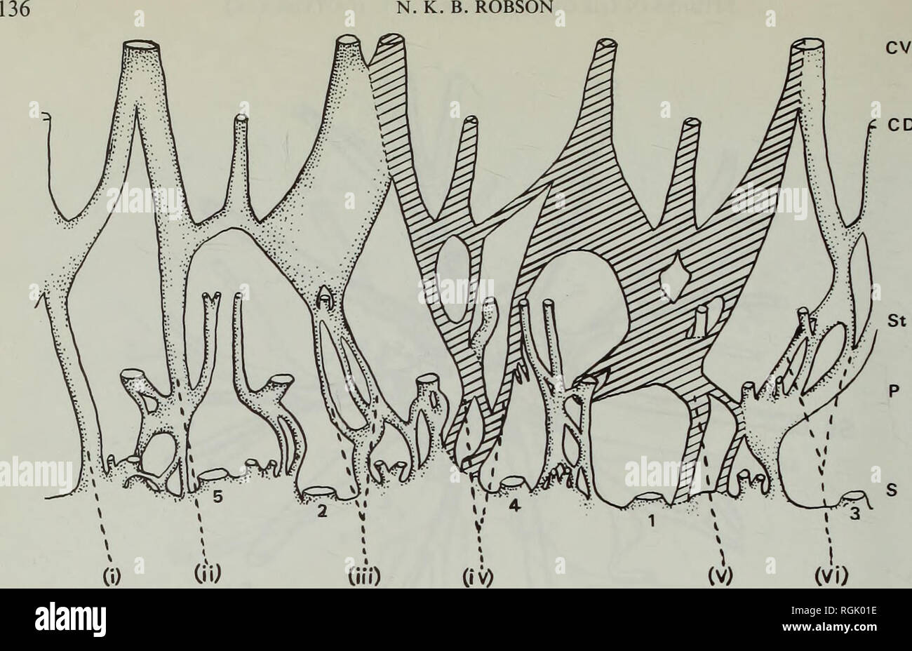 . Bollettino del Museo Britannico di Storia Naturale) Botanica. N. K. B. ROBSON. Fig. 40 Piano di toral vascolatura di un 4-carpellary fiore di H. natalense (sez. 26), che mostra che la traccia per carpel 4 è derivato da quello di carpel 1 di 3-carpellary gynoecium. organi. In minori a fiore specie (H. pulchrum (figure 39, 47e) e H. aethiopicum subsp. sonderi), il piano vascolare è essenzialmente simile ma più semplice, come è nella specie con fasciclodes, H. aegypticum e H. elodes (Robson, 1972a : figg 8,9). (E) Sez. Humifusoideum Saunders (1937) esaminato Hypericum peplidifolium perché Foto Stock