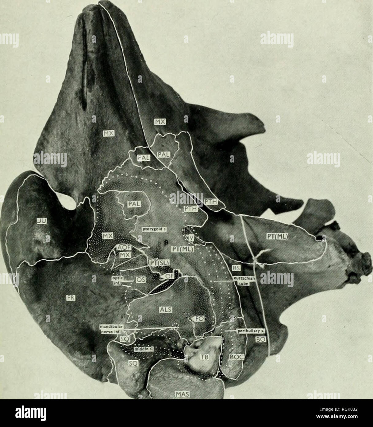 . Bollettino del Museo Britannico di storia naturale). Boll. B.M. (N.H.) Zool. 7, ' la piastra 16. La piastra 16 Kogia breviceps (reg. No. 1952.8.23.1) ventro-aspetto laterale della base del cranio.. Si prega di notare che queste immagini vengono estratte dalla pagina sottoposta a scansione di immagini che possono essere state migliorate digitalmente per la leggibilità - Colorazione e aspetto di queste illustrazioni potrebbero non perfettamente assomigliano al lavoro originale. British Museum (storia naturale). Londra : BM(NH) Foto Stock