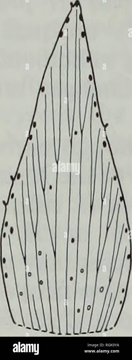 . Bollettino del Museo Britannico di Storia Naturale) Botanica. 88 N. K. B. ROBSON 14). In più primitiva e molti relativamente avanzate specie, ulteriore diramazione è anche dicotomiche (es. H. roeperanum, sez. 1. Campylosporus, Fig. 14a), ma pinnation si verifica spesso, specialmente verso il margine (ad esempio in specie di sez. 9. Hypericum, dove essa è accompagnata dal loop del lateral al controfiletto o su ogni altro, Fig. 14b). In foliaceous sepali (es. in H. przewalskii, Fig. 14c) di un territorio densamente venatura reticolata è prodotto; ma questa è sempre chiaramente uno sviluppo dal parallelo o immersioni Foto Stock