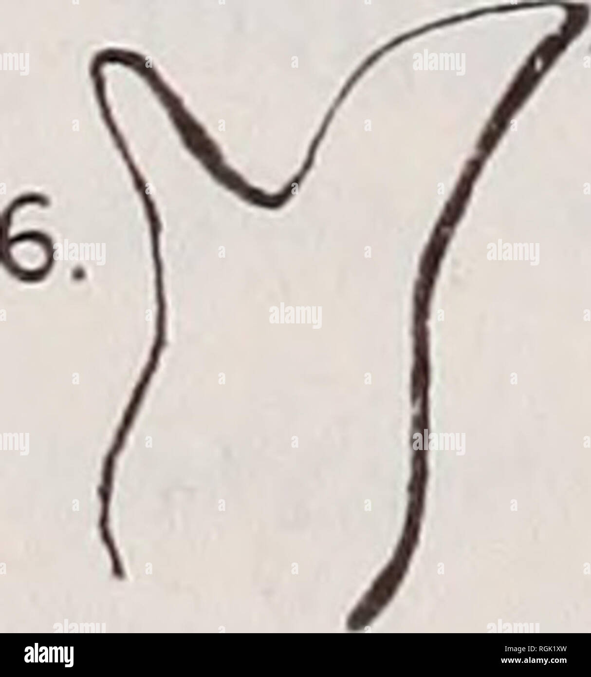 . Bollettino della ricerca entomologica. Entomologia. Fig. 4. Dicranotropis ibadaiensis, Muir, sp. n.; un, py gofer, vista posteriore; b., vista laterale. Marrone chiaro, quasi nero su clypeus, coxae e addome ; carinae di torace più leggeri, tracce di fighter macchie sul viso. Ialina Tegmina, una curva, fuscous mark dal cross-vene su ulna estendentesi lungo vene per l'apice della media e ulna, vene basad di cross-vene giallastro, distad di cross-venature più scure e granuli di pochi e piccoli; ali di ialina con venature di colore marrone. Pygofer come figurato (fig. 4). Lunghezza, 1*9 mm. ; Tegmen, 2,8 mm. Nigeria : Oleke-Meji, Iba Foto Stock