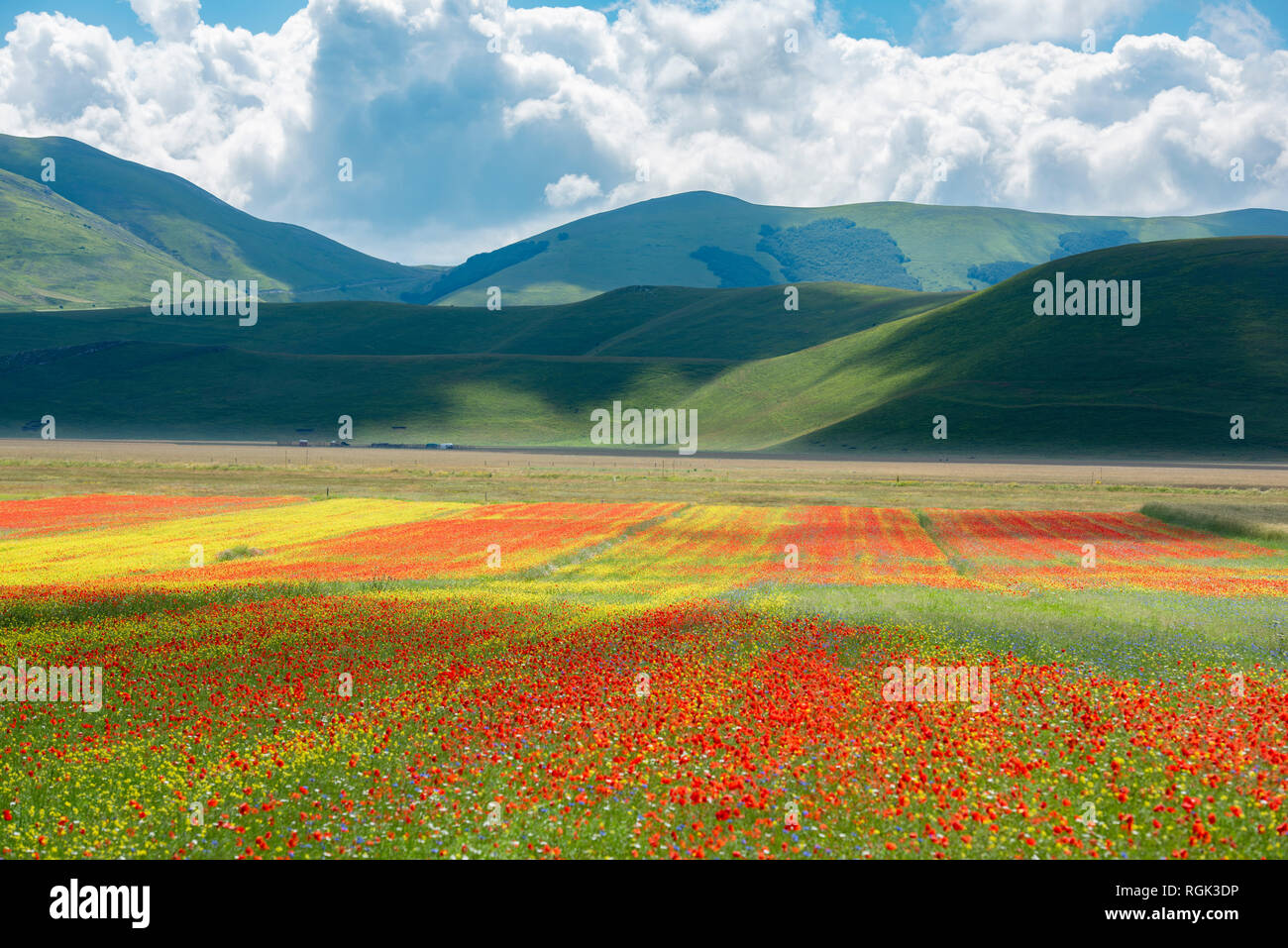 L'Italia, l'Umbria, il Parco Nazionale dei Monti Sibillini, fiori che sbocciano e lenticchie sul piano Grande di Castelluccio di Norcia Foto Stock