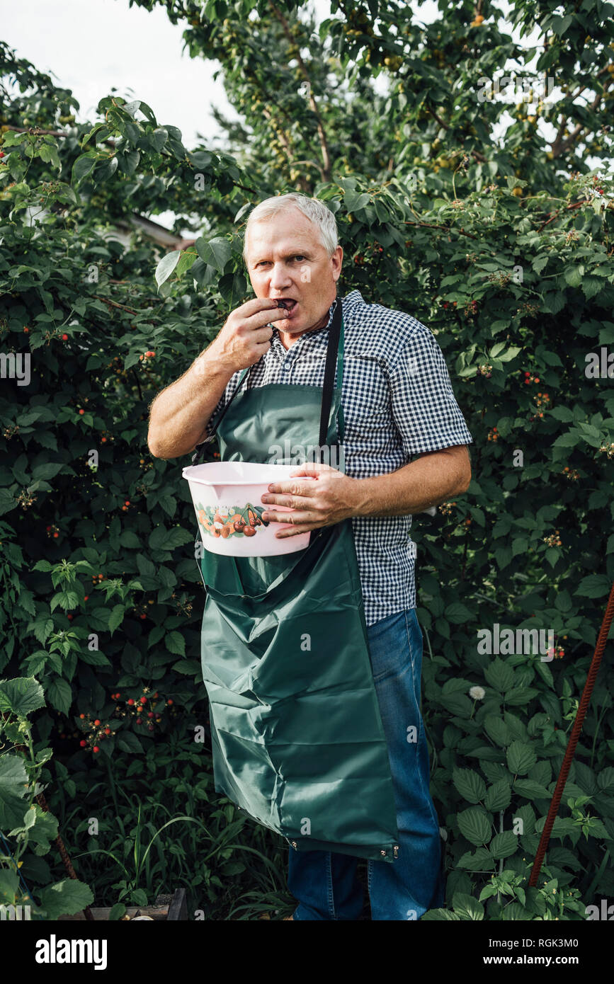 Giardiniere bacche di raccolta in giardino Foto Stock
