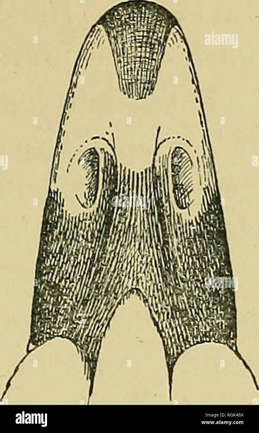. Bollettino della British ornitologi' Club. Gli uccelli. . Si prega di notare che queste immagini vengono estratte dalla pagina sottoposta a scansione di immagini che possono essere state migliorate digitalmente per la leggibilità - Colorazione e aspetto di queste illustrazioni potrebbero non perfettamente assomigliano al lavoro originale. British ornitologi' Club. Londra : Il Club Foto Stock