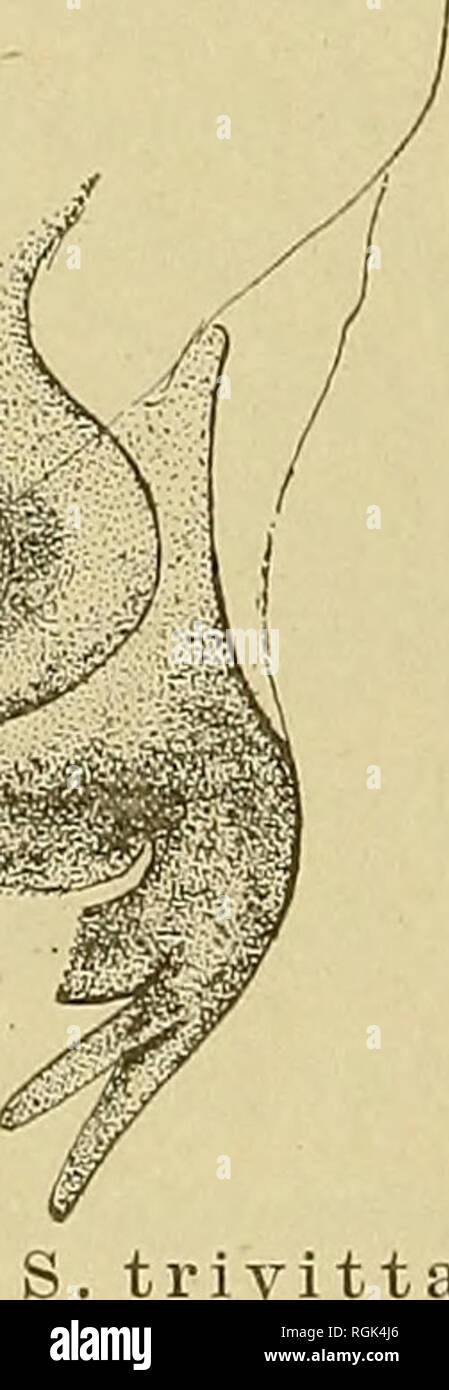 . Bollettino - Museo Statale di New York. La scienza. Pupa. Tubo aria irregolare con celle esagonali, circa quattro volte più lungo di quello di ampia; bordo interno quasi rettilineo esterno, più o meno regolarmente curvo. Apice con un piuttosto distinti, chitinous punta. Superficie ventrale di segmenti addominali fittamente vestita con piuttosto lunghe e sottili di solito i peli che si estendono lateralmente. Apicale in tre quarti dell'in- ner margine di hind paddle dentellate distintamente, ciascun dente portante una breve, colonna vertebrale incolore. Appendici terminali costituiti da due coppie di processi conica, quelle esterne fine- ing in una colonna vertebrale incolore, con- grotta a Foto Stock