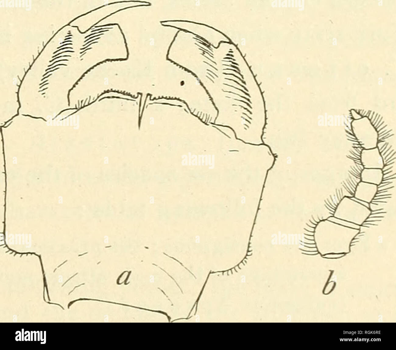 . Bollettino - Museo Statale di New York. La scienza. Insetti ACQUATICI IN ADIRONDACKS 473 Labium breve e stout, lobo mediano con una stretta fenditura mediana e margine denticulate; lobi laterali truncate su fine, scarsamente denticulate: no raptorial setae. Gambe stout, con prominenti, ritorto, capelli-frange, carinae longitudinale; tarso 3-3-3 articolata. Ala casi prevista parallelamente lungo il dorso, loro apici di raggiungere la metà- dle del quinto segmento. Addome rastremantesi procedendo oltre il quinto segmento con svasatura sottili margini laterali che mostra su ciascuno dei segmenti 4-9 un angolo al centro e un dente piatto all'apice e Foto Stock