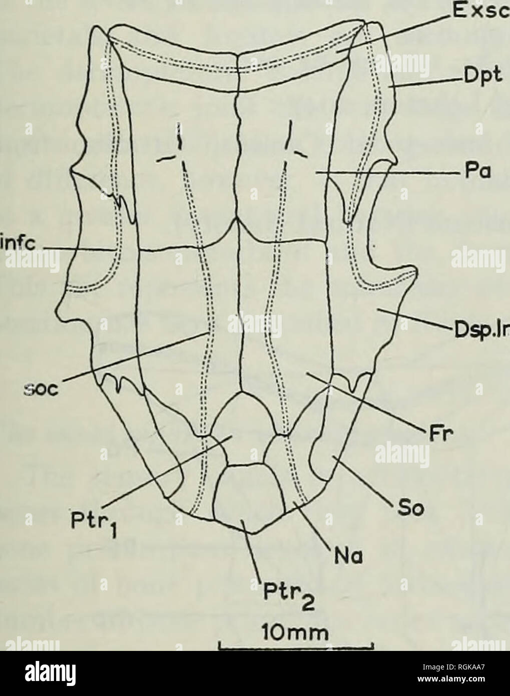 . Bollettino del Museo Britannico di storia naturale), la geologia. Evoluzione del muso IN ACTINOPTERYGIANS 305 sopraorbitale (Testo-fig. 14). Tuttavia sembra che all'interno di questo genere questo osso è un carattere variabile e può essere presente come una singola ossificazione (DSP.Inf.in modo testo-fig. 14) o come due ossifications indipendenti (I.tern e Pt.f, Watson, 1925, testo-fig. 1). Un B. Ptr. Dsp.lnf.so. Si prega di notare che queste immagini vengono estratte dalla pagina sottoposta a scansione di immagini che possono essere state migliorate digitalmente per la leggibilità - Colorazione e aspetto di queste illustrazioni potrebbero non perfettamente resem Foto Stock