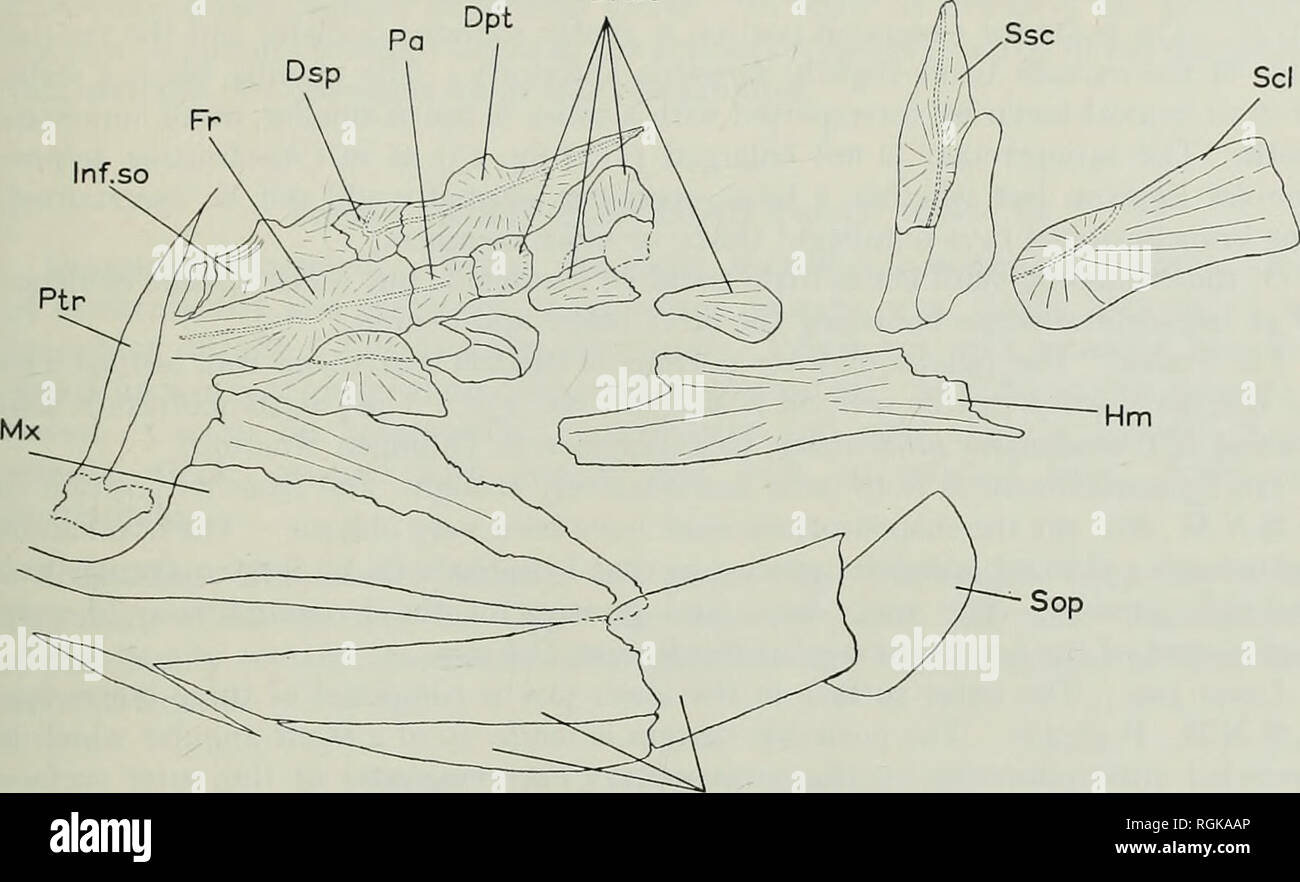 . Bollettino del Museo Britannico di storia naturale), la geologia. Evoluzione del muso IN ACTINOPTERYGIANS Exsc 3°i. Fig. 13. 361. ,20mm, Tegeolepis clavki (Newberry). Den schizzo delle ossa craniche sul campione A.M.N.H. Il parietals sono piccole e quadrate in profilo e sono precedute da una singola coppia di lunghi paliotti. Anteriormente i paliotti si uniscono alla lunga postrostral. Il postrostral da quello che posso dedurre è un unico osso che è responsabile per la lunga appuntita estensione per la testa. Anteriormente è fortemente molto a gomito come in Elonichthys serratus Traquair (Moy-Thomas &AMP; Dyne, 1938: 22). Ven Foto Stock