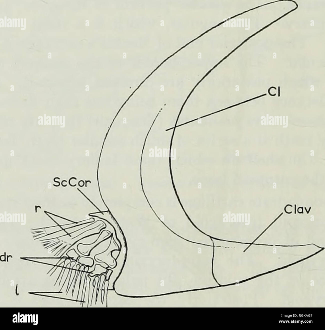 . Bollettino del Museo Britannico di storia naturale), la geologia. 270 Evoluzione del muso IN ACTINOPTERYGIANS le coppie di alette e le loro guaine. Il corpino primario è ossificata, sia il scapulocoracoid e mesocoracoid regioni essendo evidente. Modello R.S.M. 1857.33.71 mostra chiaramente quattro elementi radiali (Testo-fig. 3). La seconda radiale dal bordo laterale della pinna è sagomata a forma di clessidra, mentre i due membri più interne sono stout e quasi aste rettilinee. DistaUy i primi due radials (numerazione dal bordo laterale) articolare con quattro più piccole ossifications ; questi rappresentano probabilmente il sistema operativo Foto Stock