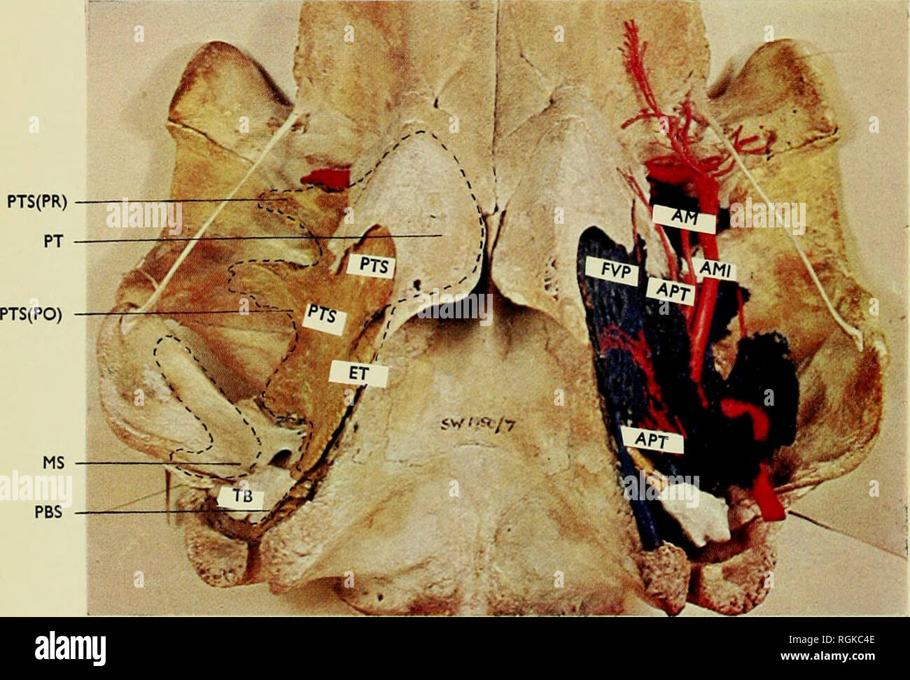 . Bollettino del Museo Britannico di storia naturale). . Frontespizio.-cranio di un giovane pilota hall nella quale l'aria sistema sinusale e la sua rete vascolare sono stati iniettati con resina poliestere. AM - arteria mandibolare. AMI-Interna arteria mascellare. apt-Pterygoid arteria e rami arteriosa all interno del muscolo pterygoid et -tuba di Eustachio. FVP-fibro-plesso venoso. MS -medio sinus. PBS -PeribuUary sinus. PT - Pterygoid osso. pts -Pterygoid sinus. PTS (PR)-Preorbital lobo del pterygoid sinus. pts (po)-Postorbital lobo del pterygoid sinus TB -bulla timpanica. Dalla cortesia del " adoperano '. Motivi Foto Stock