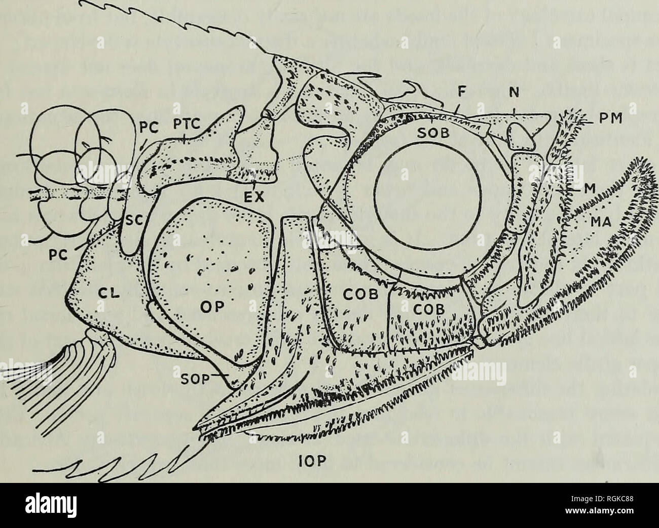 . Bollettino del Museo Britannico di storia naturale), la geologia. DENTICIPITID fossili di pesci PROVENIENTI DALL AFRICA ORIENTALE 5 che esiste tra ogni raccolta osteologica verificabili carattere in due forme. Onu- fortunatamente la natura delle impressioni preclude lo studio delle strutture mediano nel cranio (soprattutto la relazione tra la supraoccipitals e parietals, e la forma del naso e ossa parietali) né è possibile indagare la natura della fenestra uditiva. Il grande forame posttemporal in Denticeps sembra essere sviluppato nei fossili ed è visibile nonostante la compressione e Foto Stock