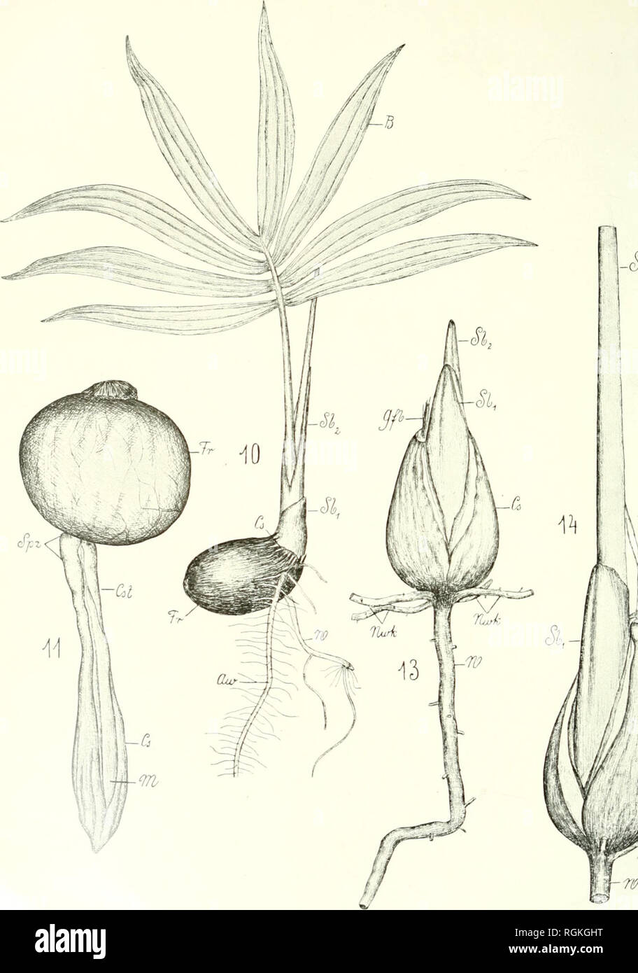 . Bulletin international de l'Acadmie des sciences de Cracovie, Classe des sciences mathmatiques et naturelles. Anzeiger der Akademie der Wissenschaften in Krakau. Reihe B, Biologische Wissenschaften. Storia naturale; Storia Naturale -- Polonia. Bollettino de l'Acad. des Sciences de Cracovit 1912. Série B.. Si prega di notare che queste immagini vengono estratte dalla pagina sottoposta a scansione di immagini che possono essere state migliorate digitalmente per la leggibilità - Colorazione e aspetto di queste illustrazioni potrebbero non perfettamente assomigliano al lavoro originale. Akademja Umiejetnoþsci w Krakowie. Wydzial Matematyczno-Przyrodniczy. Cra Foto Stock