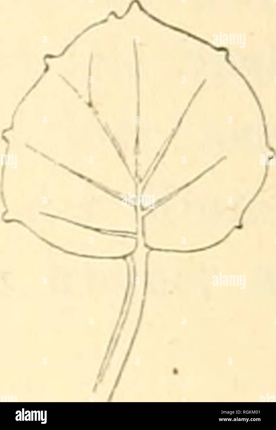 . Bulletin international de l'Acadmie des sciences de Cracovie, Classe des sciences mathmatiques et naturelles. Anzeiger der Akademie der Wissenschaften in Krakau. Reihe B, Biologische Wissenschaften. Storia naturale; Storia Naturale -- Polonia. Fig. 1. Tiissilago Farfara L., im Wasser entwickelte Blatter. selben Wurzelstock sich entwickelnde Wasserblatter ganz kahl, diinner und ganzrandig, von eifOrmiger oder ovaler Gestalt und ohne Einschnitt am Grunde. Den groBen Unterschied zwischen die- sen Blattypen zeigen beigeschlossene Abbildungen. 2) Mitte Juni fand ich auf der Endmorane des Gletscher Foto Stock