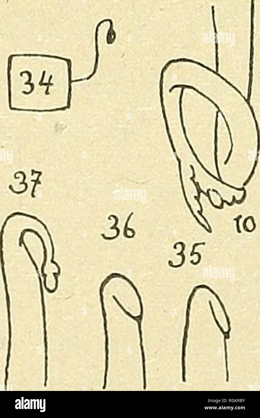 . Bulletin de la SociÃ©tÃ© Botanique de GenÃ¨ve. La botanica; Botanica. |2i^ ^ 3oy [JÃ¯y^ }^. Fig. V. â Les chiffres en italique placÃ©s en Regard des numÃ©ros des schÃ©mas de la figura, renvoient articoli aux du cahier d'obsei'vations et d'expÃ©riences. 1 : n" 2; 2 : n. 4; 3-4 : n. 5; 5 : nÂ° G; 6 : w 7; 7 Ã 10 : n" 10. Le gÃ©o- tropisme tardif des Jeunes frondes. 11 Ã 16 : n" 11. GÃ©otropisme tardif des ieunes frondes. 17 et 18 : wÂ" è. GÃ©otropisme nÃ©gatif de la hampe. 19 Ã 30 : wÂ" u. GÃ©otropisme nÃ©gatif de la hampe immobilitÃ© de la crosse dÃ©capitÃ©e et Phototonus. 31-32 : Foto Stock