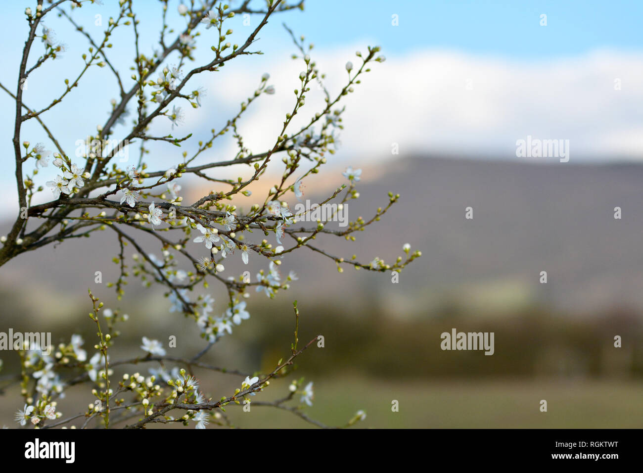 Primo apple tree blossoms blooming sui rami sottili durante il risveglio di primavera di fronte lo sfondo sfocato Foto Stock