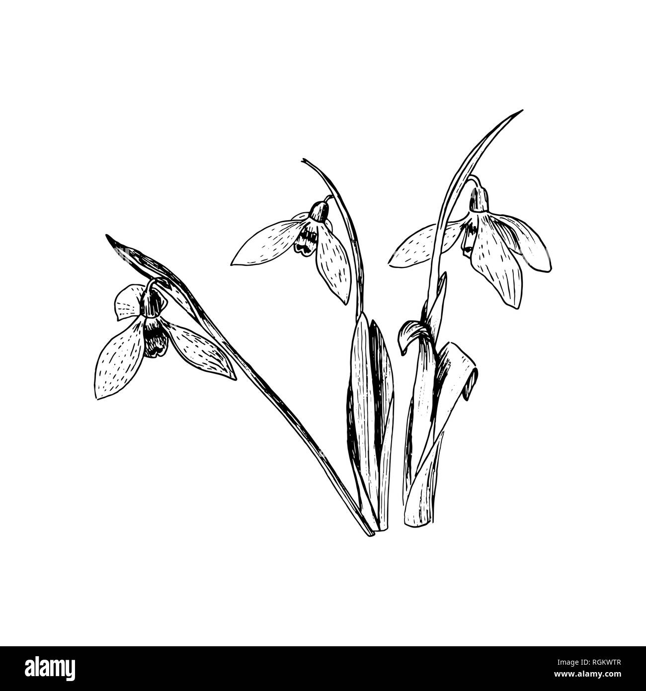 Snowdrop fiori di primavera. Delicato Galanthus nivalis fiore, simboli di primavera. Snowdrop blossoms. Stile Sketsh inchiostro della penna. Illustrazione Vettoriale