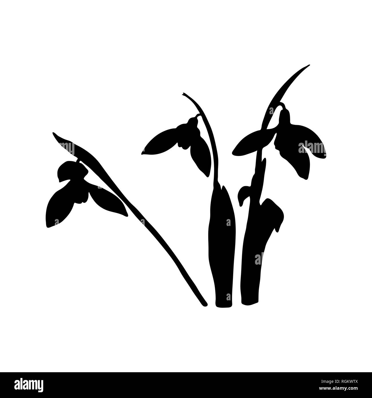 Snowdrop fiori di primavera silhouette nera. Delicato Galanthus nivalis fiore, simboli di primavera. Snowdrop blossoms. Stile Sketsh Illustrazione Vettoriale