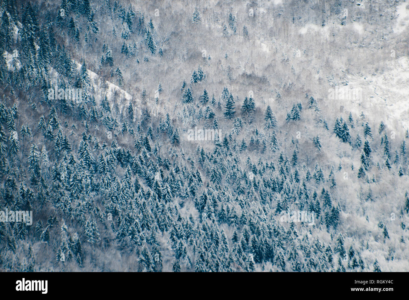 Creazione di linee e forme geometriche, congelate la foresta di conifere che crescono in la neve sulla montagna, vista dall'alto contrasto elevato e mistica. Foto Stock