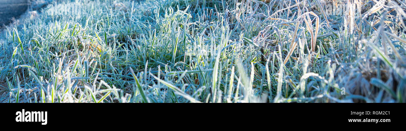 Frosty erba in mattinata immagine banner Foto Stock