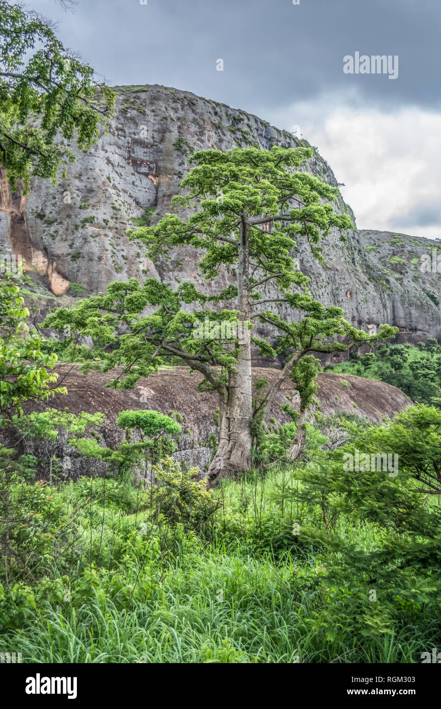 Vista di un baobab, paesaggio tropicale e le montagne sullo sfondo, in Malange, Angola Foto Stock
