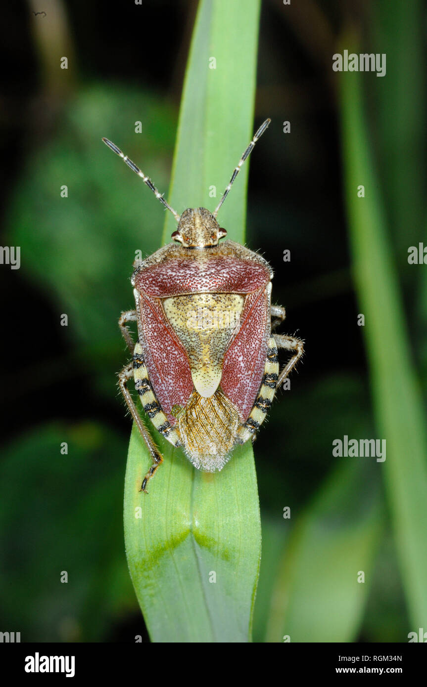 Sloe Bug Dolycoris baccarum Foto Stock