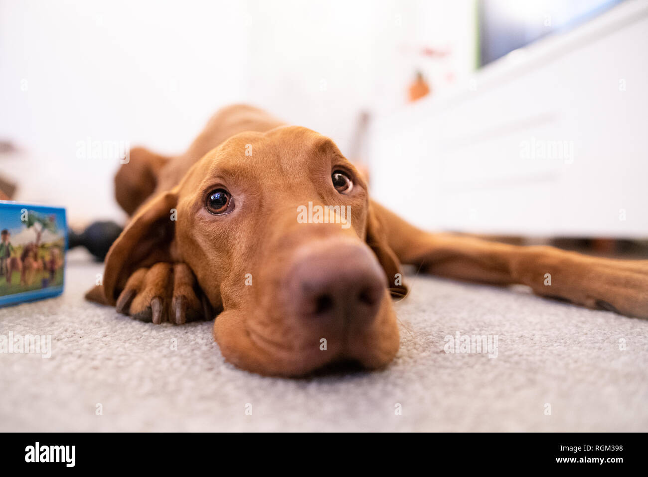 Testa di divertenti di vizsla ungherese cane in salotto Foto Stock