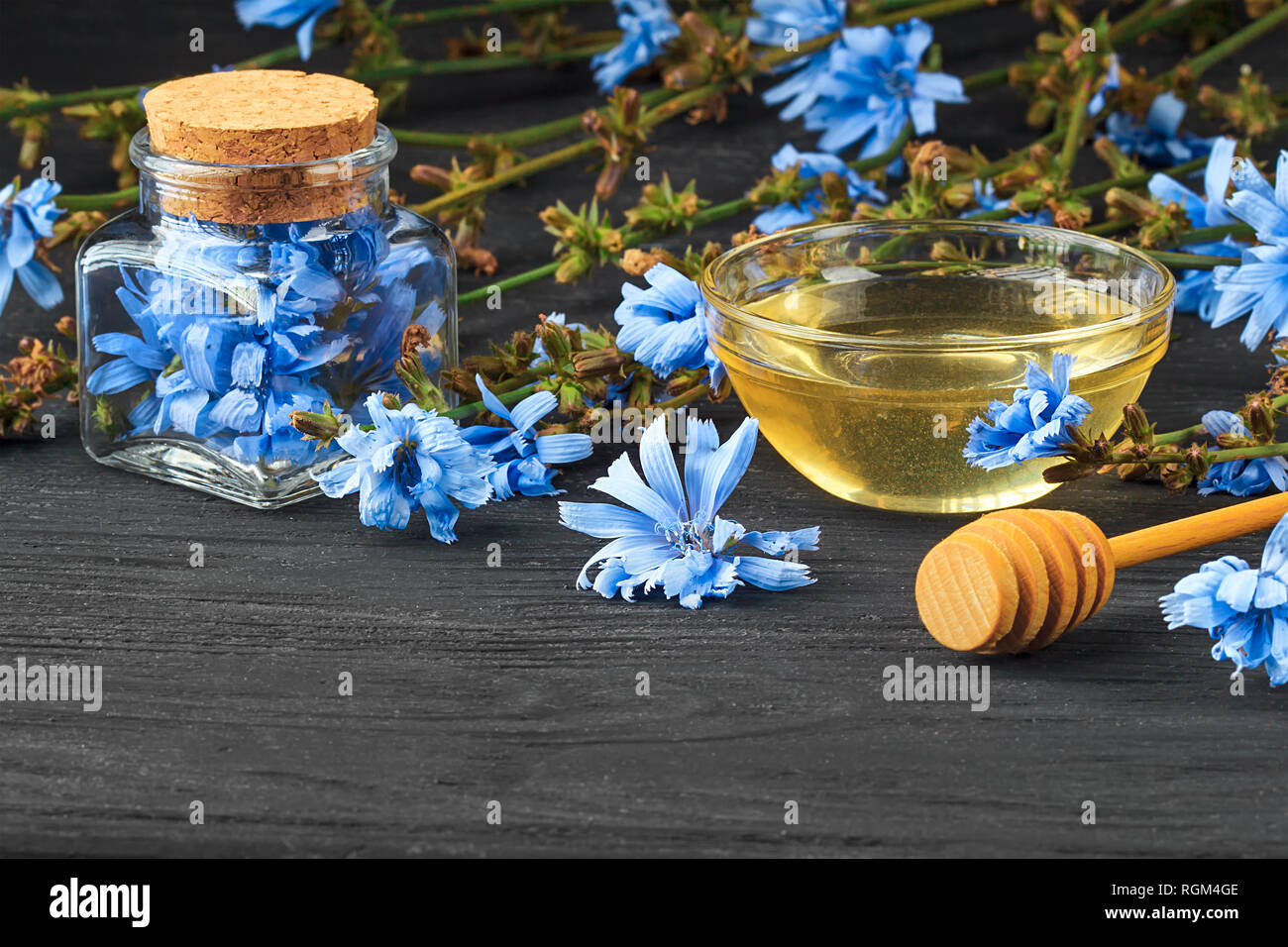 Cicorie (Cichorium intybus) herb in bottiglia. Medicina alternativa concetto su un nero tavolo in legno (fuoco selettivo). Foto Stock