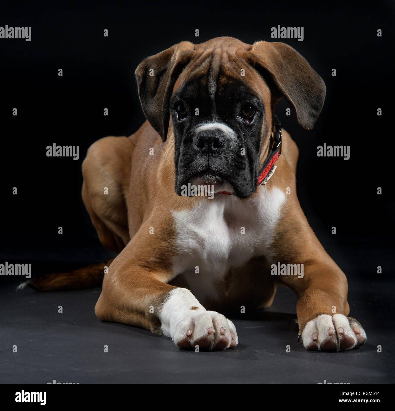 Cane Boxer giovane maschio di razza in posa di studio Foto Stock