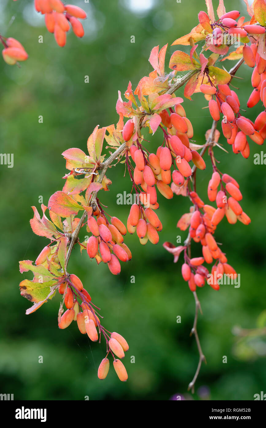 Europea di Crespino - Berberis vulgaris raro siepe Scrub Foto Stock