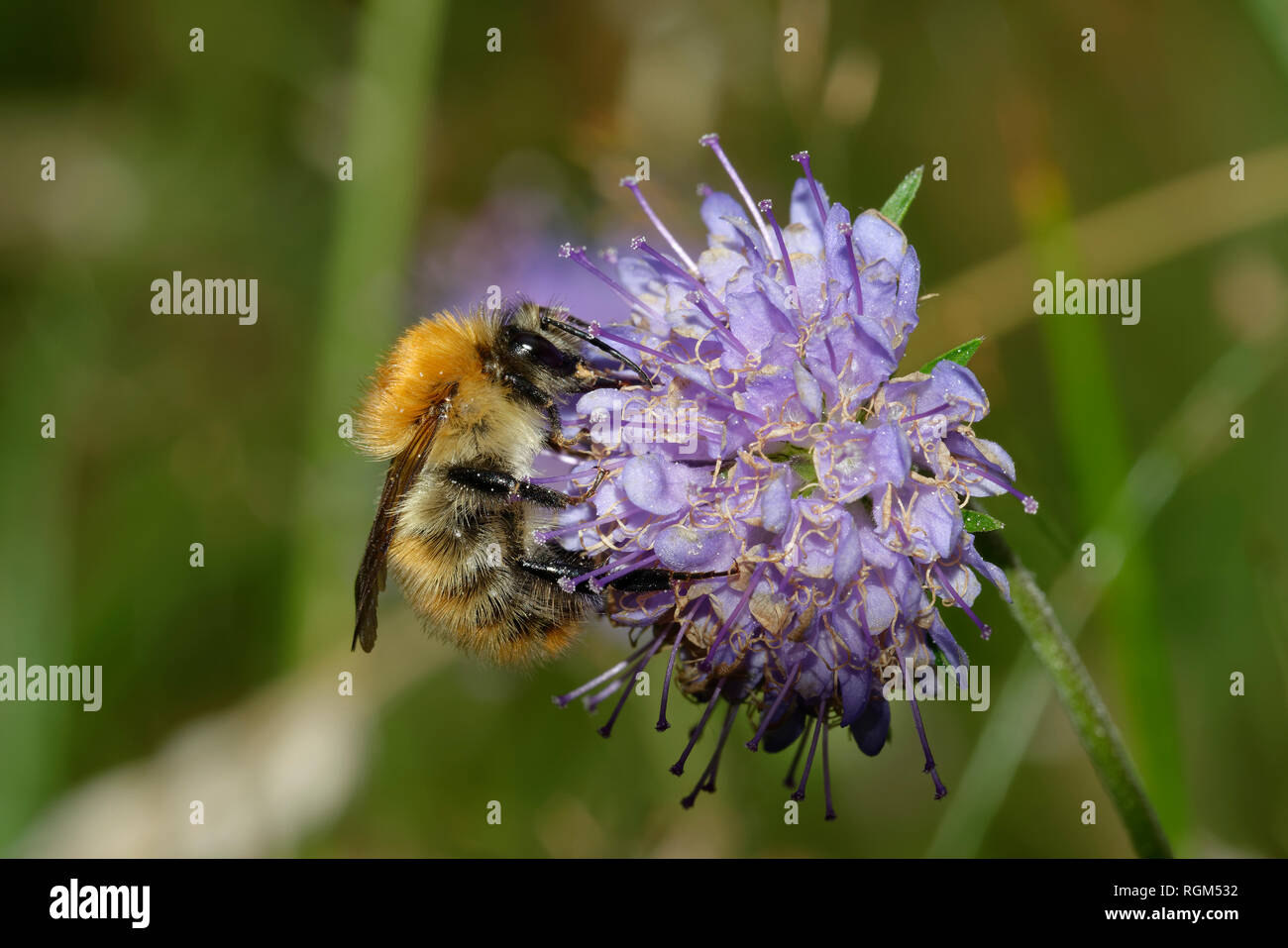 Ape su Devil's-bit Scabious - Succisa pratensis Foto Stock