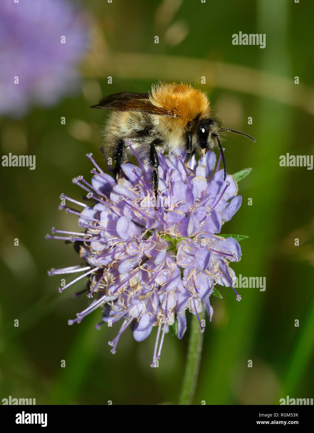 Ape su Devil's-bit Scabious - Succisa pratensis Foto Stock