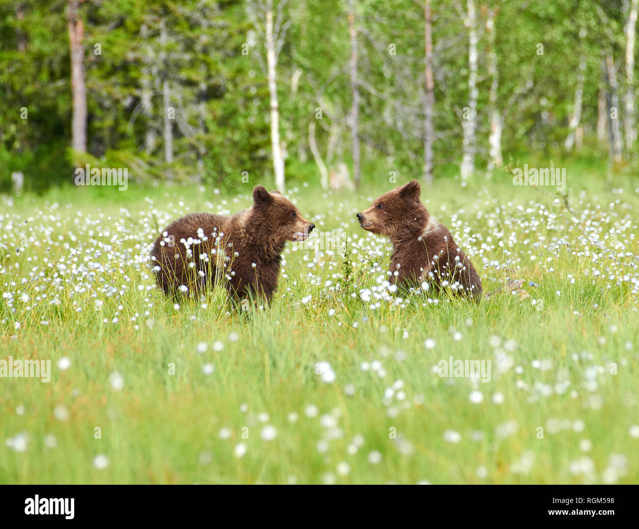 Due giovani esemplari di orso bruno in mezzo cottongrass fiori su una palude finlandese in Finlandia orientale su inizio serata estiva Foto Stock