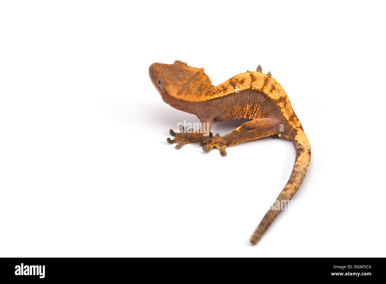 Crested gecko isolati su sfondo bianco Foto Stock