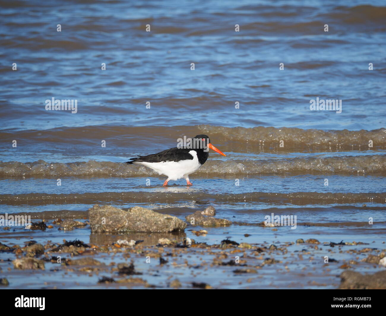 Sheerness, Kent, Regno Unito. Il 30 gennaio, 2019. Regno Unito: Meteo in un luminoso ma terribilmente freddo giorno di Sheerness, Kent con il blu del cielo. Un oystercatcher wades lungo il litorale. Credito: James Bell/Alamy Live News Foto Stock
