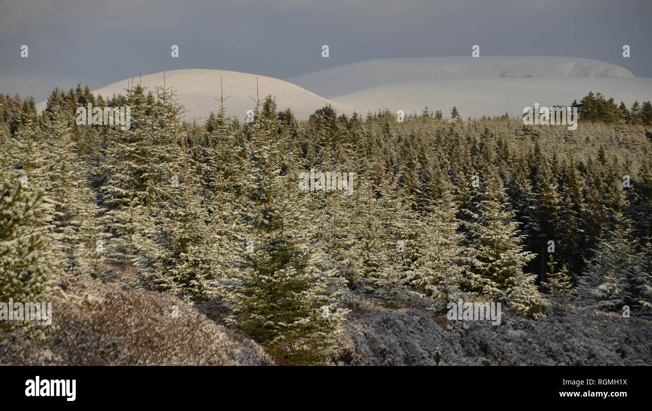 Neve coperto da alberi di pino e cime di collina vicino a Golspie, nelle Highlands scozzesi, Regno Unito durante la stagione fredda. Il 30 gennaio 2019 Foto Stock