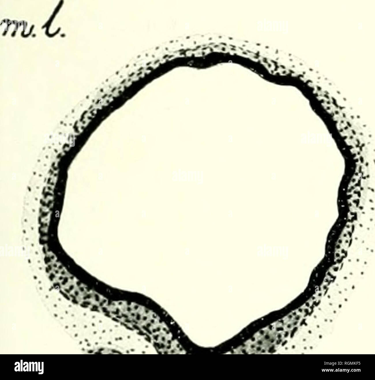 . Bulletin international de l'Acadmie des sciences de Cracovie, Classe des sciences mathmatiques et naturelles. Anzeiger der Akademie der Wissenschaften in Krakau. Reihe B, Biologische Wissenschaften. Storia naturale; Storia Naturale -- Polonia. ".-''Wr./C 't-vJ.&lt;t.. ';..Â â ¢ â ¢ : -v-*r^ Â" - ' â ¢ **JSr . i . ' Â ¢ â ¢ â ¢ &gt; â ¢ . ' - Â ¢ Â Ã® V . Â ¢ Â Â â"¢ â --v-l *â€ Zr &LT;f8 771. C -./.-â ^1. :.':Â ¢ â â â - /-. Si prega di notare che queste immagini vengono estratte dalla pagina sottoposta a scansione di immagini che possono essere state migliorate digitalmente per la leggibilità - Colorazione e aspetto di questi illustrazione Foto Stock