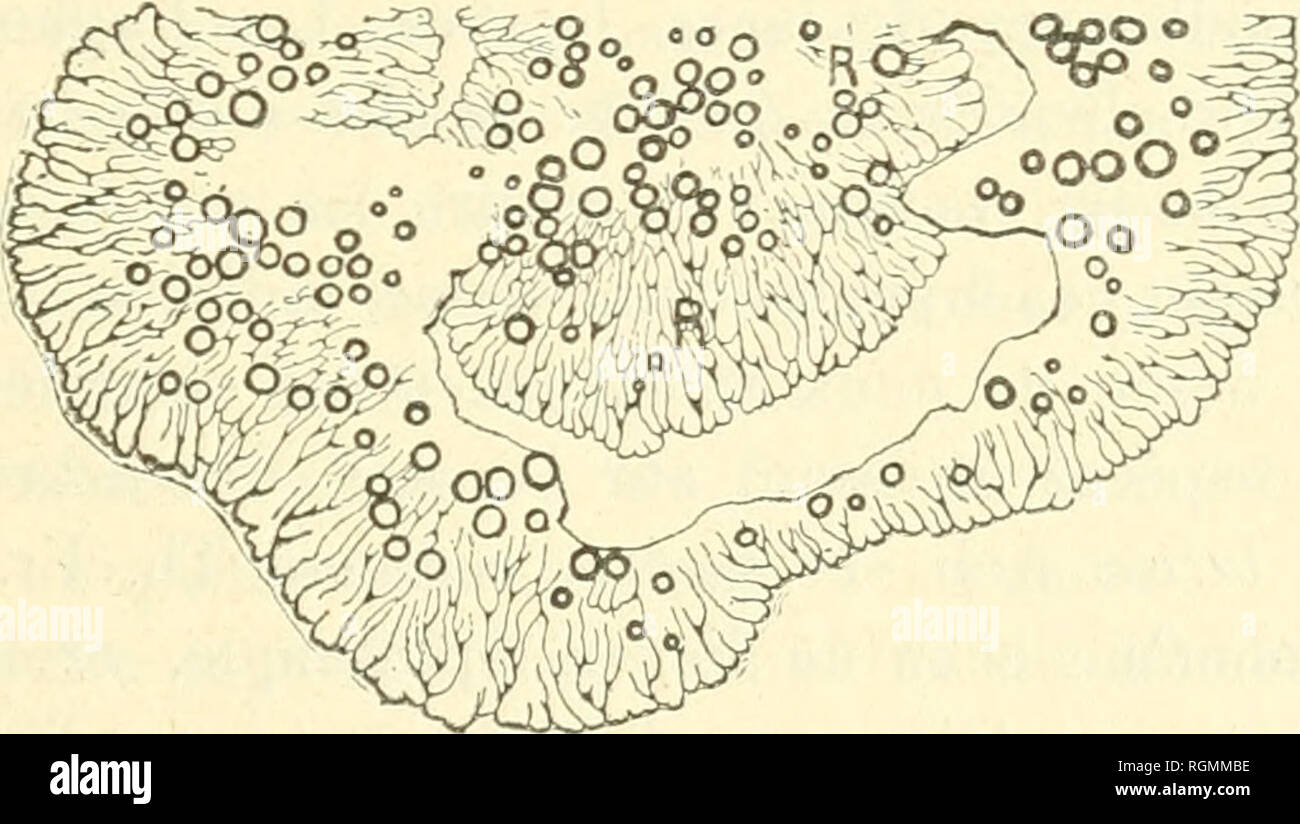 . Bulletin international de l'Acadmie des sciences de Cracovie, Classe des sciences mathmatiques et naturelles. Anzeiger der Akademie der Wissenschaften in Krakau. Reihe B, Biologische Wissenschaften. Storia naturale; Storia Naturale -- Polonia. B di Fig. 4. KÃ©gÃ©nÃ©ratioa du thalle du Haematomma ventosum (stade plui? AvancÃ©). Ces gonidies se multiplient et aprÃ¨s la formation de la couche cor- ticale elles se disposent dessous en couche. Chez tous les licheni dÃ©pourvus de hyphes prÃ©curseurs, la rÃ©- gÃ©nÃ©razione du thalle se fait d'une maniÃ¨re analogico. La partie cen-. Fig. 5. Ke'gÃ©nÃ©rat Foto Stock