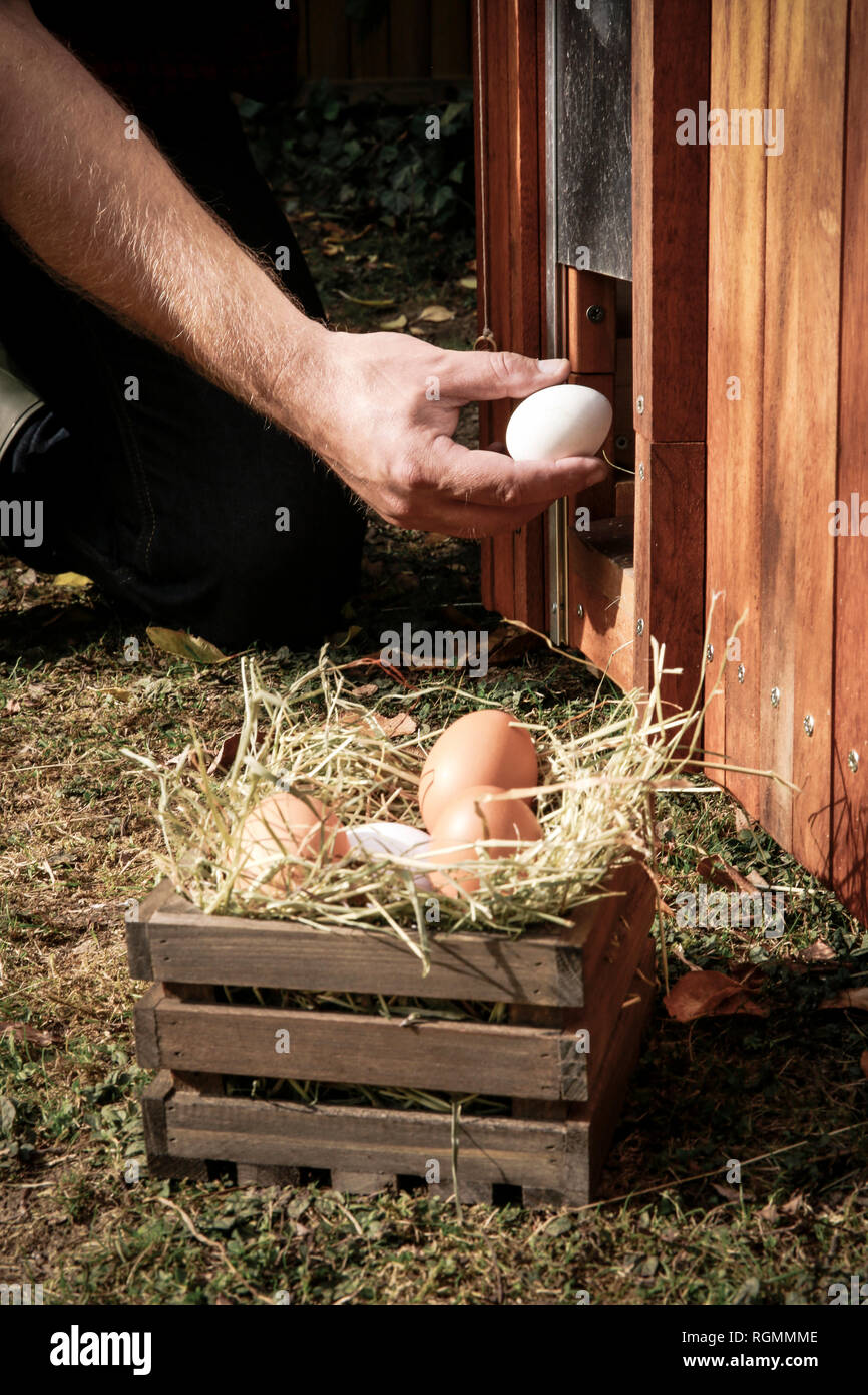 Mano che regge un uovo di gallina Foto Stock