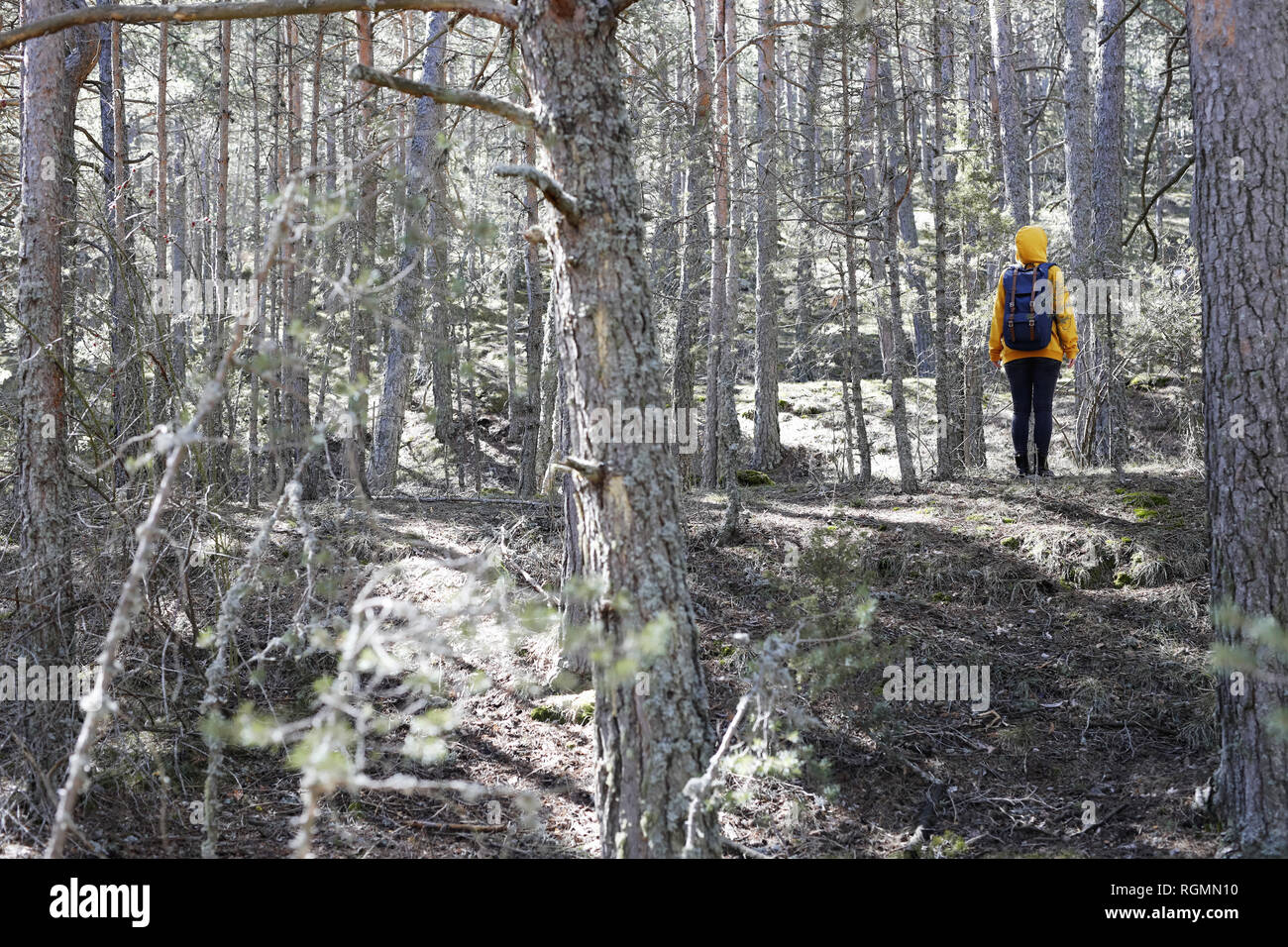 Giovane donna con il maglione giallo e blu sacchetto nella foresta, esplorare Foto Stock