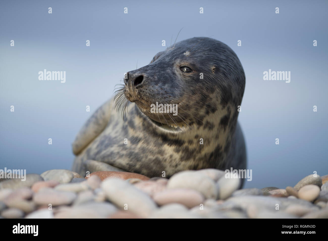 La Scozia, Grigio guarnizione, Halichoerus grypus Foto Stock