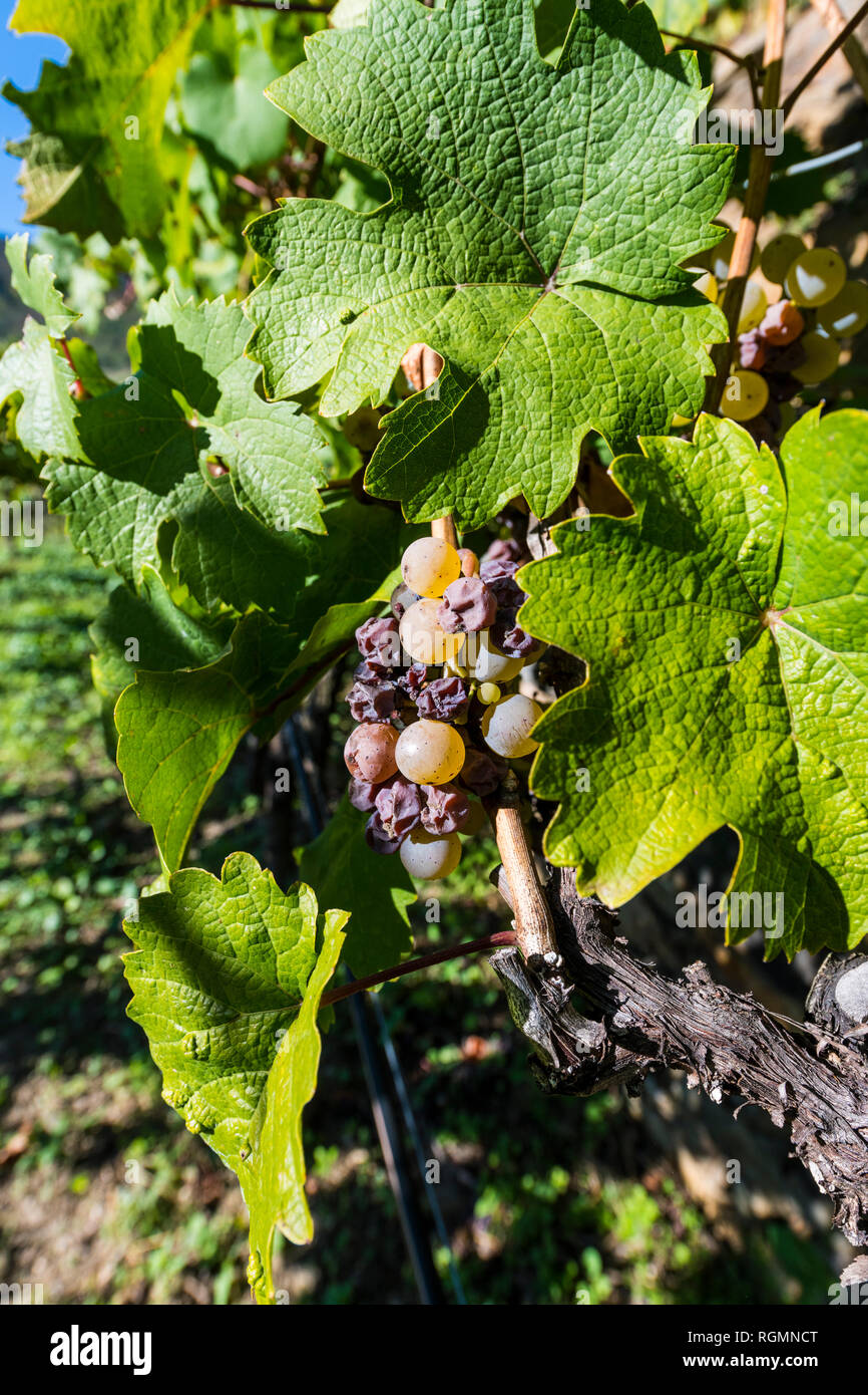 Austria Wachau, close-up di vitigno Foto Stock