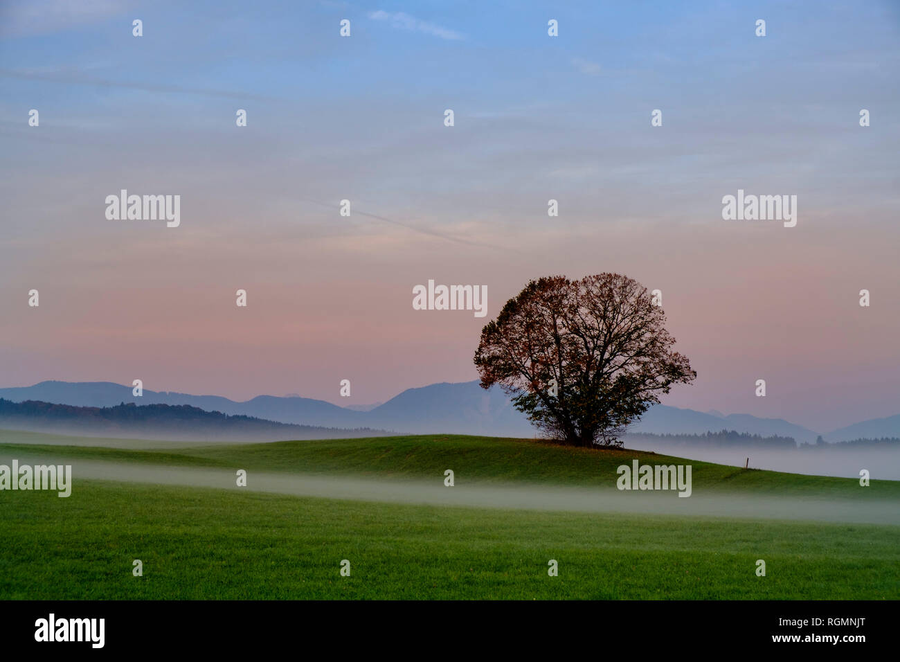 Germania, Pfaffenwinkel, vista del paesaggio con singolo albero a nebbia di mattina Foto Stock