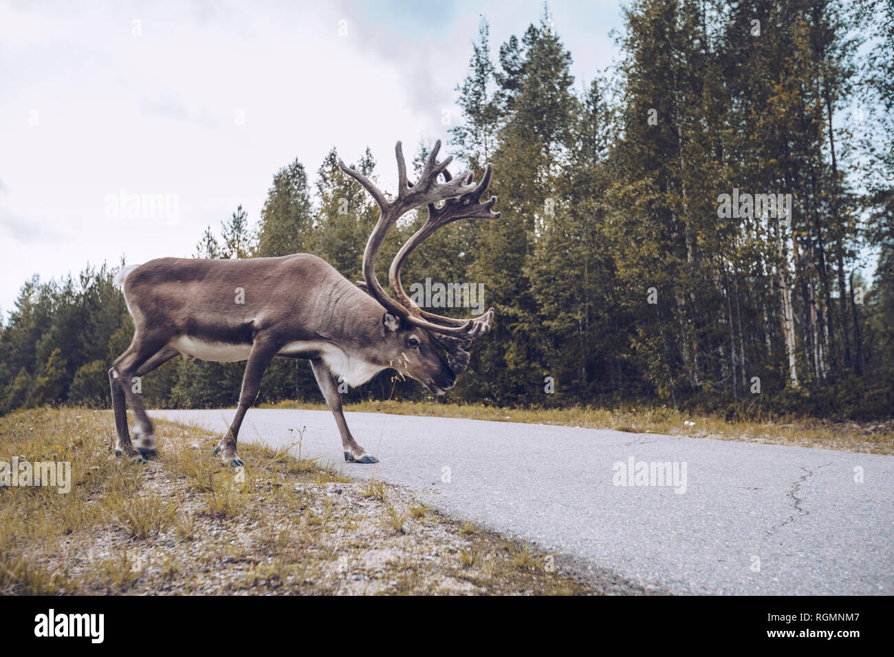 Le renne attraversa una strada di campagna in Finlandia Foto Stock