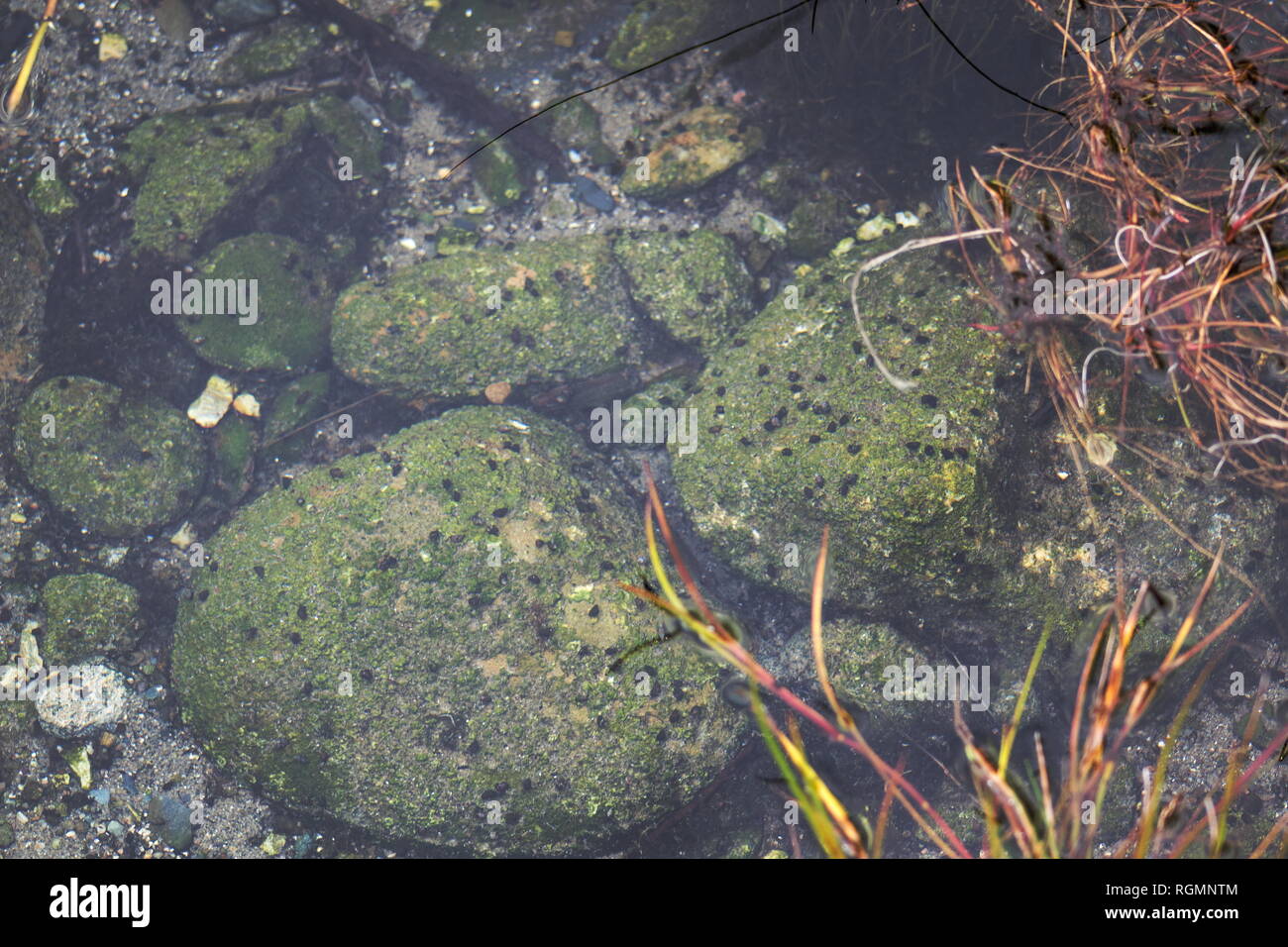 Acquatico lumache di acqua dolce e di vita della pianta che vivono su rocce nelle acque cristalline di Waikoropupu molle, Nuova Zelanda. Foto Stock