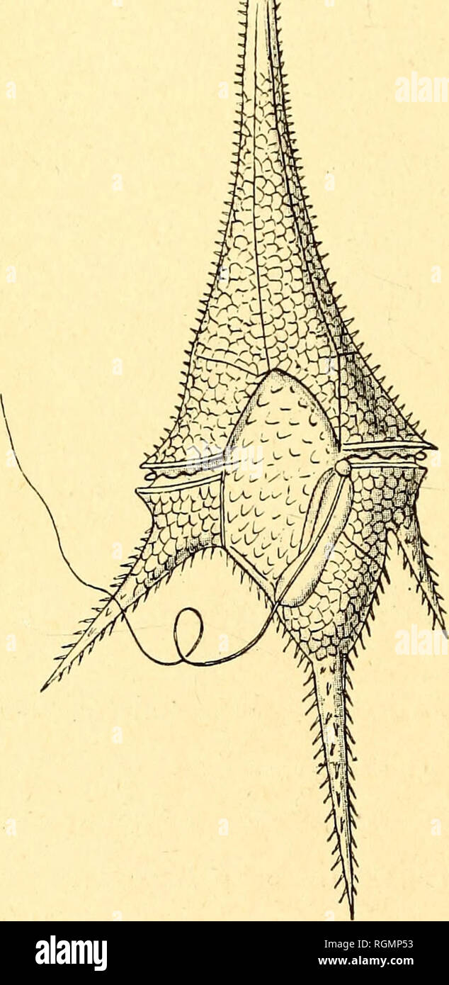 . Bulletin du MusÃ©e ocÃ©anographique de Monaco. Oceano. Â 20 â vrai plancton dont la masse, souvent considÃ©rable, se renou- velle plus ou moins rapidement suivant les circonstances. Un cÃ'te' de ces organismes il faut segnalatore les dÃ©bris organiques Ã vitalità© faible ou nulle qui flottent Ã la superficie de l'eau et sont accumulÃ©s par les courants sur des Ã©tendues plus ou moins grandes. La photographie que vous voyez reprÃ©sente les Courants de la superficie de la mer ; la direzione en est certainement connue de beaucoup d'entre vous. Entre ces || courants rÃ©gnent de ampia zone de | ; calme, d Foto Stock