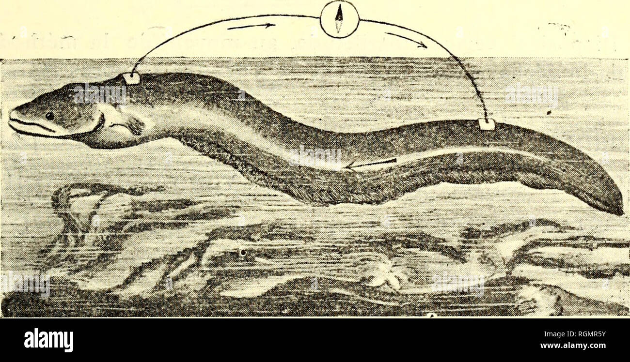 . Bulletin du Musée océanographique de Monaco. Oceano.  i3 â phénomène obtenu par l'excitatioa directe du lobo électrique, soit par l'eccitazione réflexe, c'est-à-terribili à la décarica normale de l'appareil électrique que nous allons maintenant étudier. Décarica normale de la Torpille. Onu analogico dispositif au précédent un permis à Marey d'établir que la durée totale du flux électrique de la Torpille 23 était de de seconde. ioo Mais ce flux*n'est pas semplice, il se comporre de flux éléuomini- HO 2 taires qui se succèdent à des intervalles de â â ou de seconde, ioo ioo. Fig. 14. Déte Foto Stock